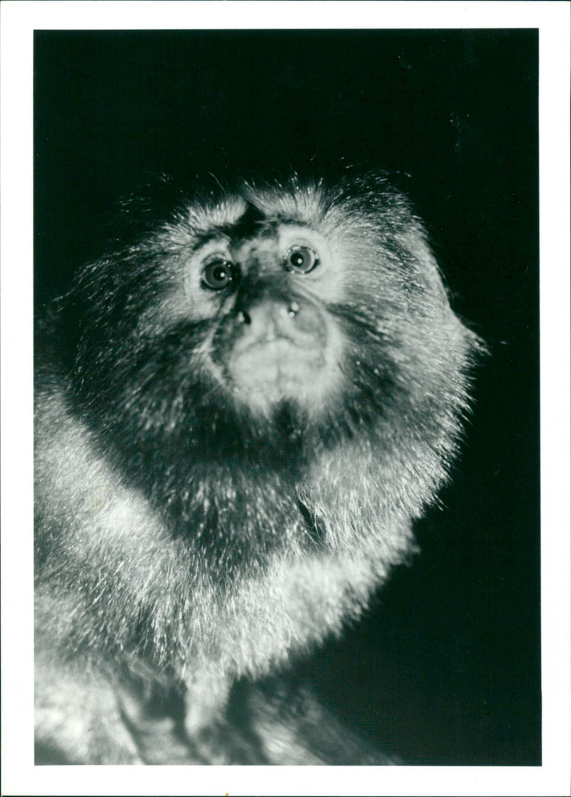 Golden Lion Tamarin - Vintage Photograph