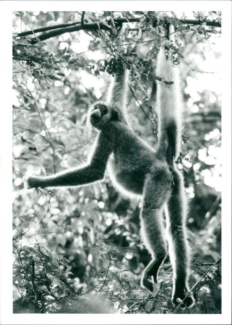 Spider Monkey - Vintage Photograph