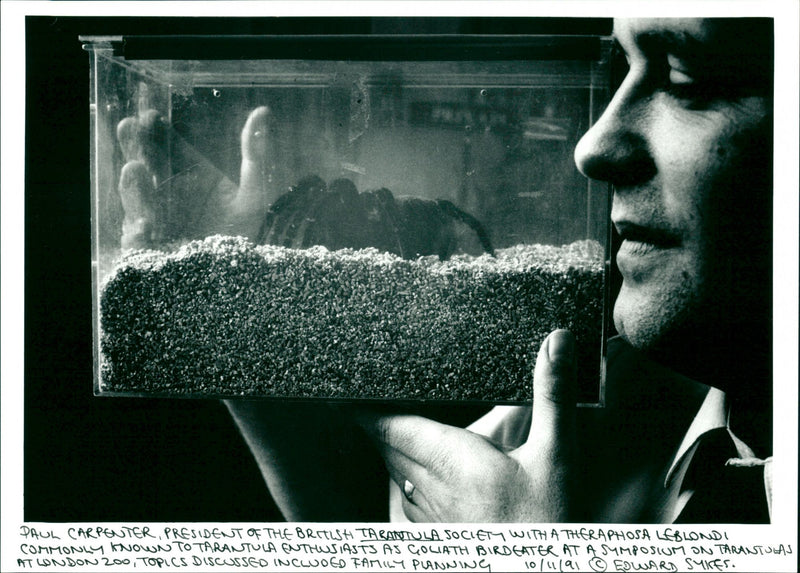 Tarantula - Vintage Photograph