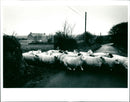 Sheep at Silverwell - Vintage Photograph