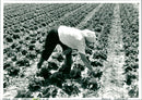 Farm - Vintage Photograph