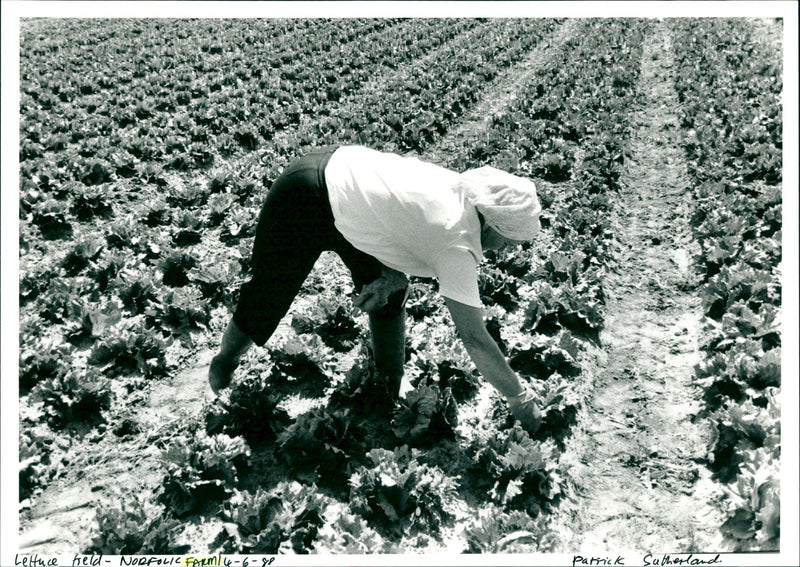 Farm - Vintage Photograph
