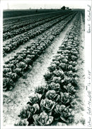 Farm - Vintage Photograph