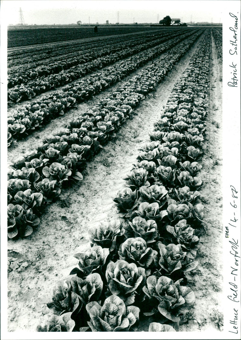 Farm - Vintage Photograph