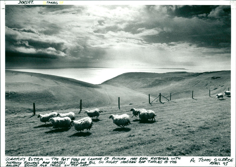 Farms - Vintage Photograph
