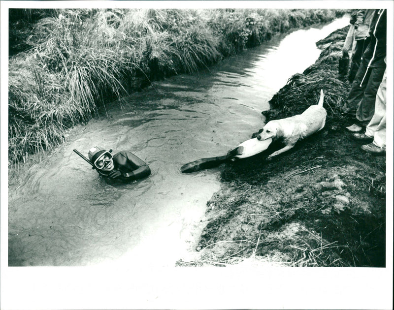 Bog Snorkelling - Vintage Photograph
