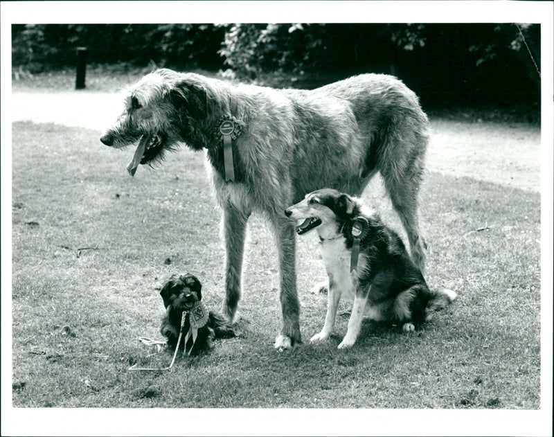 Election 1987 - Vintage Photograph