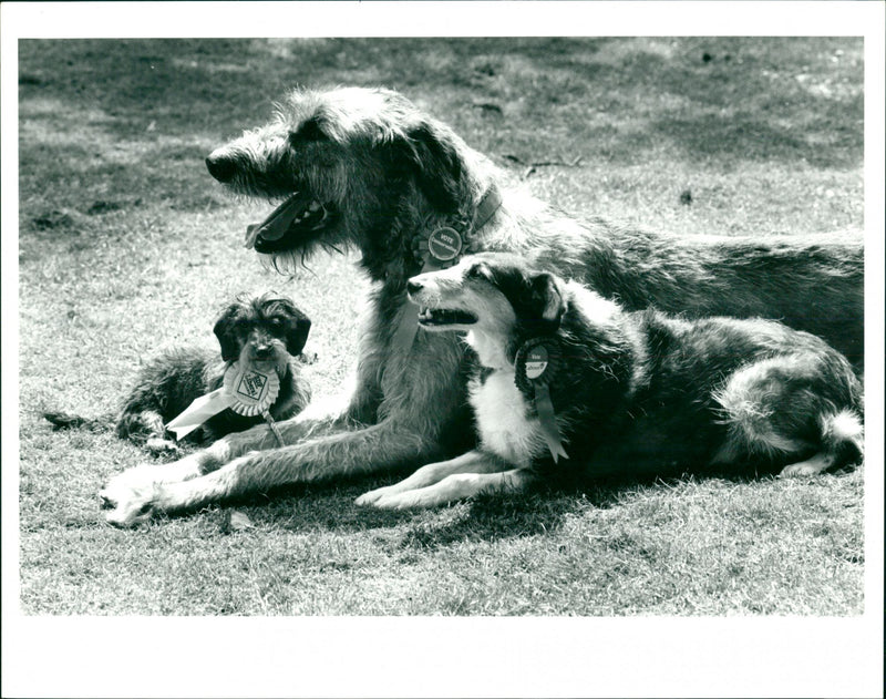 Election 1987 - Vintage Photograph