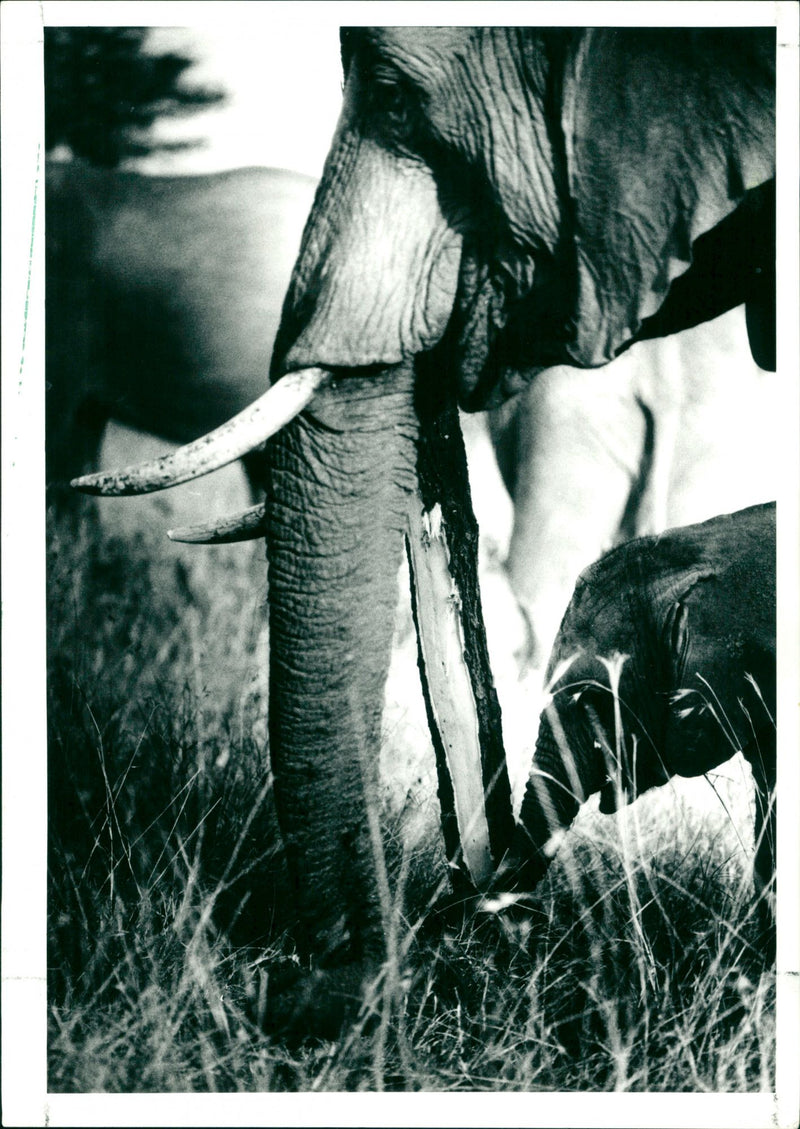 Elephant - Vintage Photograph