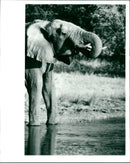 Elephant drinking at Hwange - Vintage Photograph