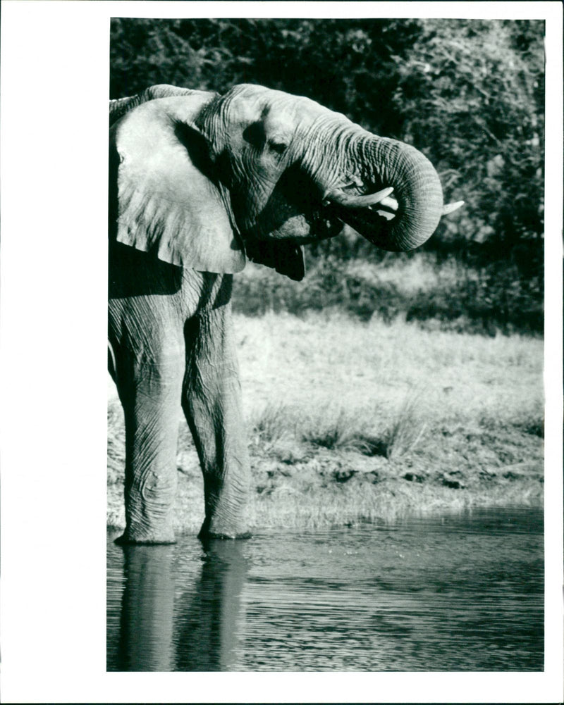 Elephant drinking at Hwange - Vintage Photograph