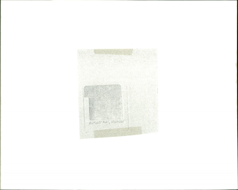 Elephant bull - Vintage Photograph