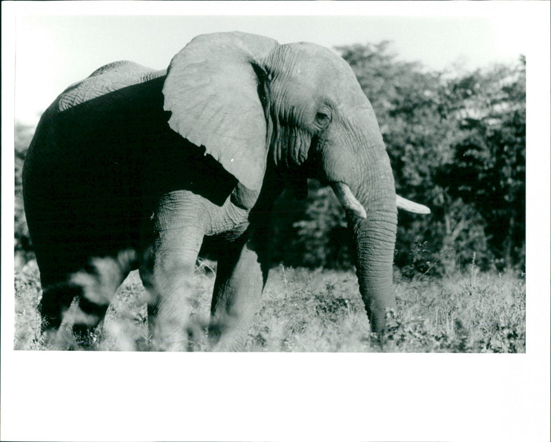 Elephant bull - Vintage Photograph