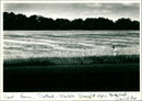 Drought - Vintage Photograph