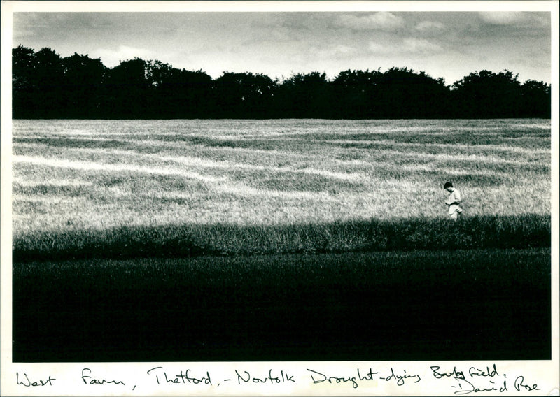 Drought - Vintage Photograph
