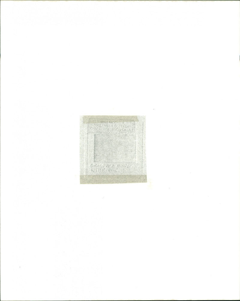 Giraffe - Vintage Photograph