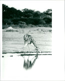 Giraffe - Vintage Photograph