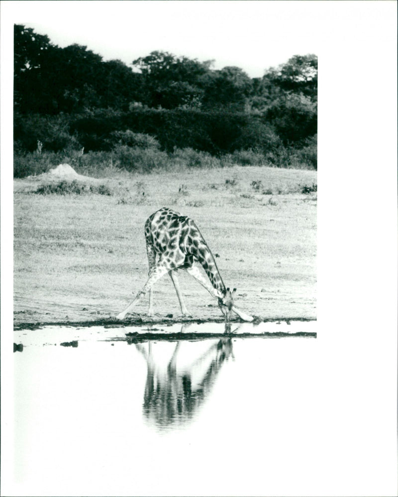 Giraffe - Vintage Photograph
