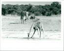 Giraffe - Vintage Photograph