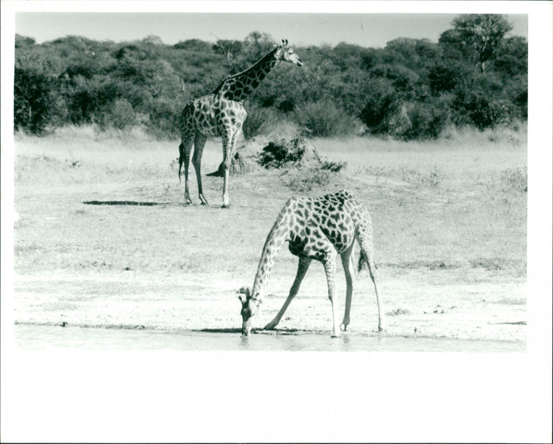 Giraffe - Vintage Photograph