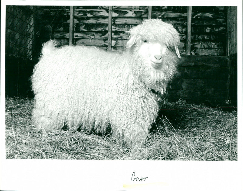 Goat - Vintage Photograph