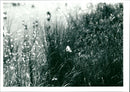 Silver Flowe - Vintage Photograph