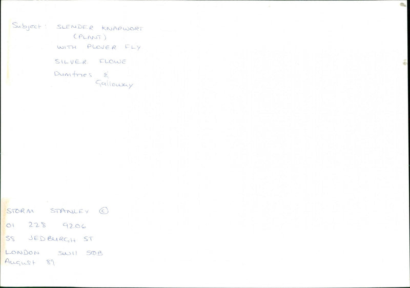 Silver Flowe - Vintage Photograph