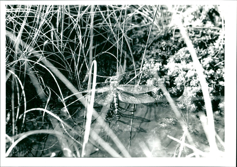 Silver Flowe - Vintage Photograph