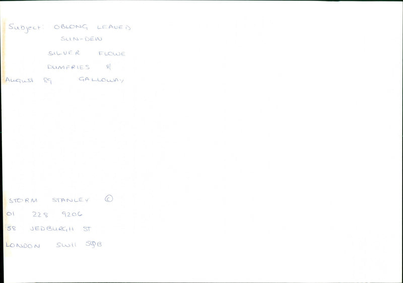 Silver Flowe - Vintage Photograph