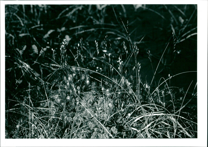 Silver Flowe - Vintage Photograph