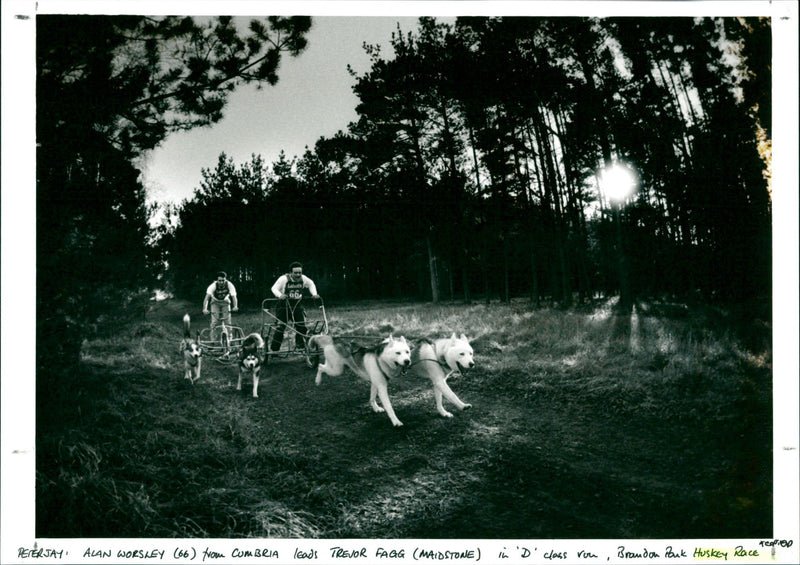 Huskey Race - Vintage Photograph