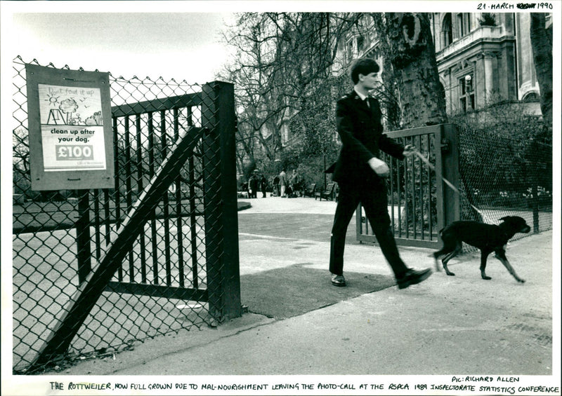Rottweiler - Vintage Photograph