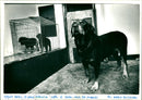 Rottweiler - Vintage Photograph