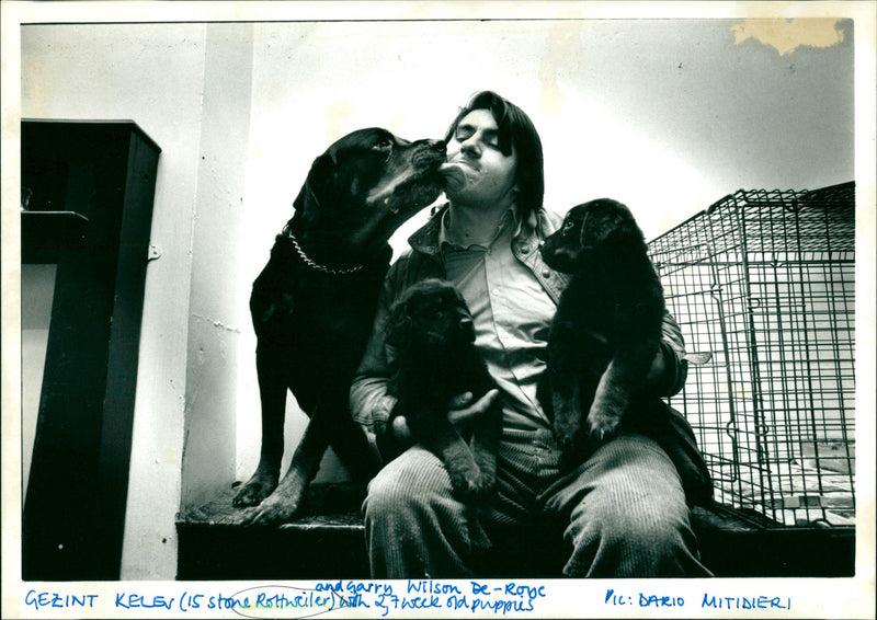 Rottweiler - Vintage Photograph