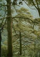 China's Nature Reserves - Vintage Photograph