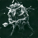 OTHER OVERCOMMITTED DESK ANIMALS IMAGE ACTION EACH WHICH TIMES SHOWS DUST - Vintage Photograph