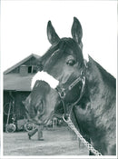 Chiola Hanover - Vintage Photograph
