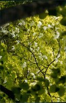 1989 HAS QINGYAN DIVERS COUNTRY BOTANIK NATURE TREES YEARS PLACES FLOWERS TREE - Vintage Photograph