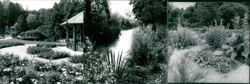 AUGSBURG ROSES ARRANGEMENT GERMANY FULL EVERYTHING HOST WOCHE GRUNE NATURE - Vintage Photograph