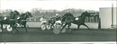 Dart Hanover. - Vintage Photograph