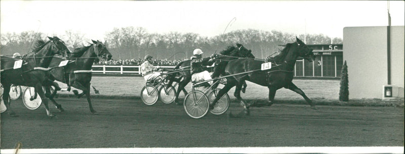 Dart Hanover. - Vintage Photograph