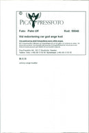 Johnny Lange, musician - Vintage Photograph