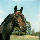 Crowntron - Vintage Photograph