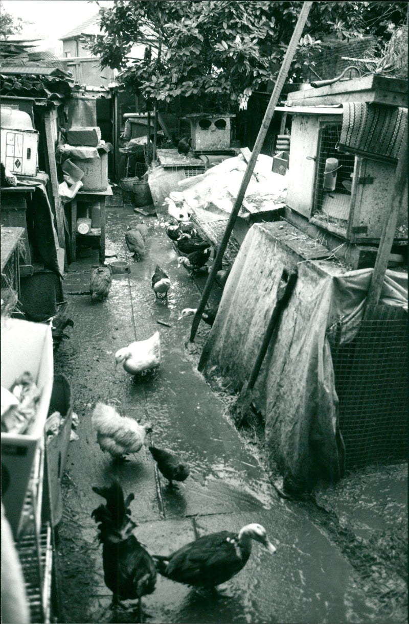 Pgarden kindred 7.11.89 The garden of Adrian Tankred's home in Nacton Road Ipsw - Vintage Photograph