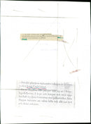 CANDIES NATURAL ANIMALS EVERYTHING PANDERING LAZY OUT QUIET - Vintage Photograph