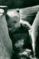 Skansen Bear - Vintage Photograph