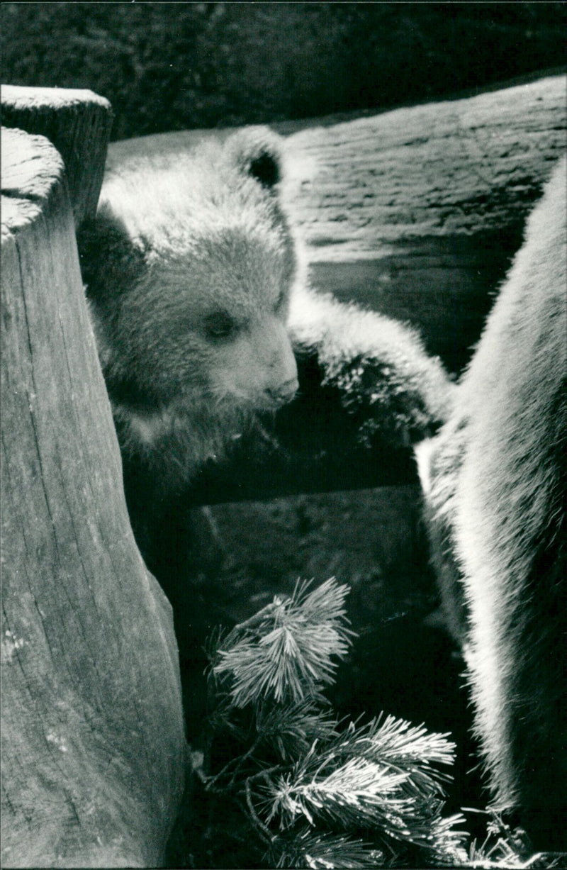 Skansen Bear - Vintage Photograph