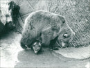 Skansen Bear - Vintage Photograph