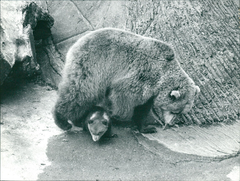 Skansen Bear - Vintage Photograph