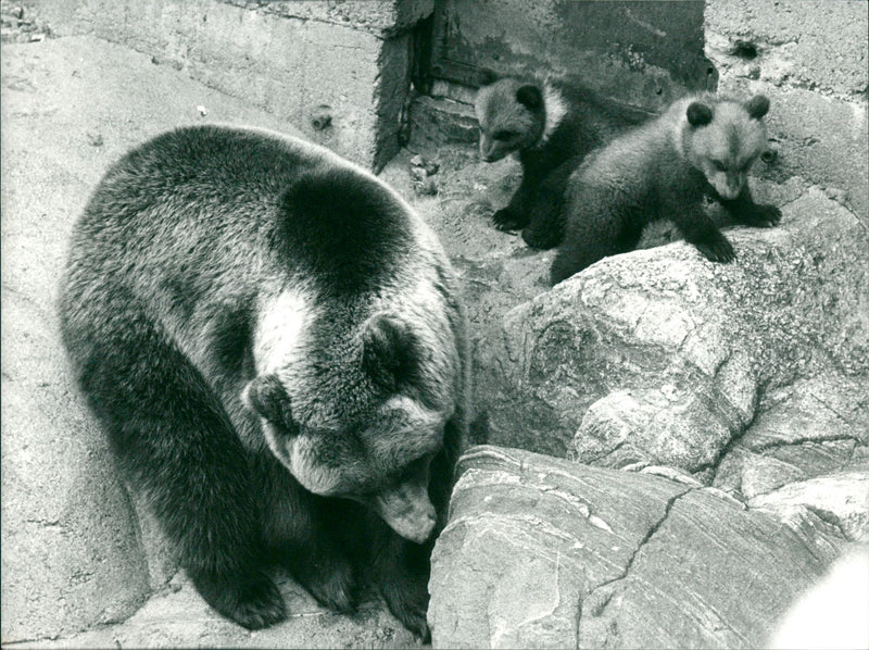Skansen Bear - Vintage Photograph